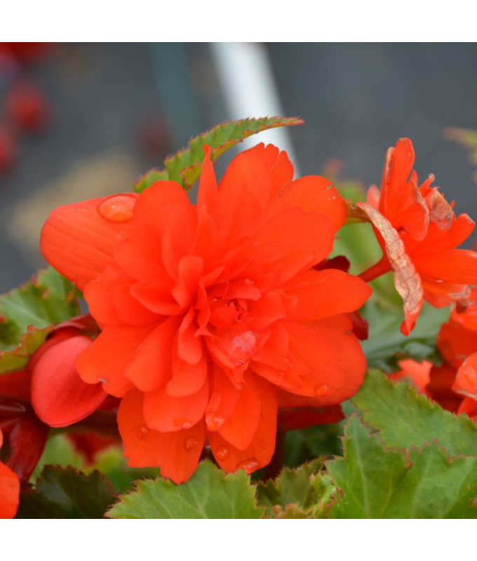 4.75T/10BEGON NONSTOP JOY ORNG