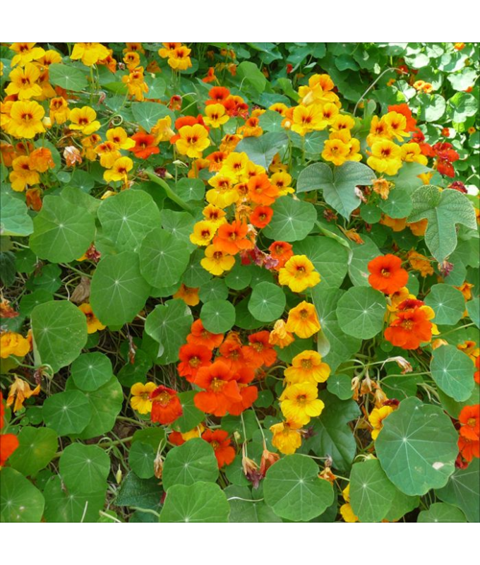 4.75T/10NASTURTIUM