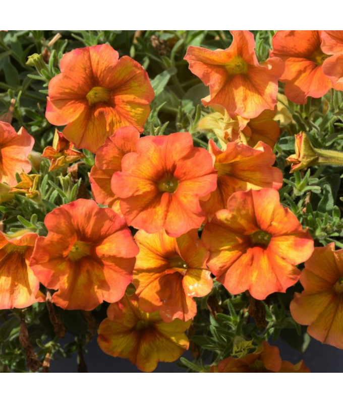 4.75T/10PETUNIA SUPRCAL SUNST OR