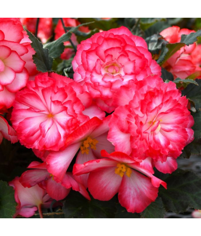 4.75T/10BEGON NONSTOP JOY RS P