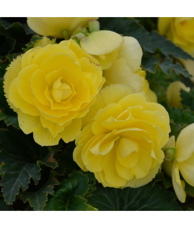 4.75T/10BEGON NONSTOP JOY YLLW