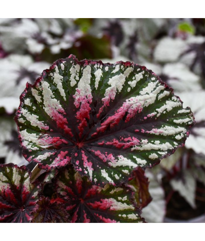 4.75T/10BEGON REX TREX PNTRS PLT