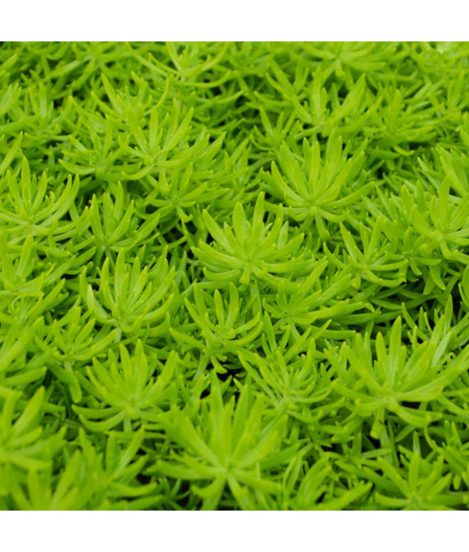 4.75T/10SEDUM LEMON BALL