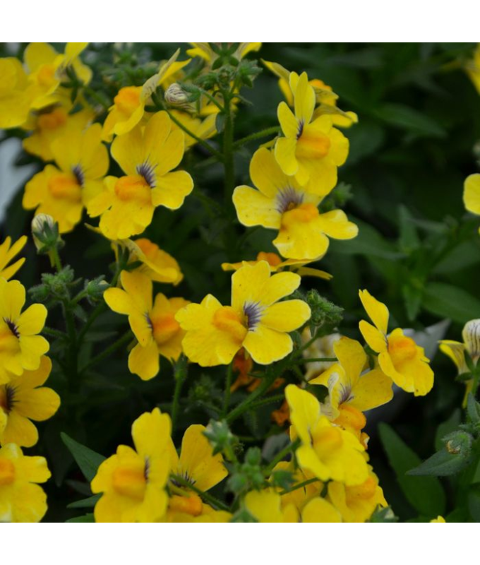 4.75T/10NEMESIA NESIA INCA