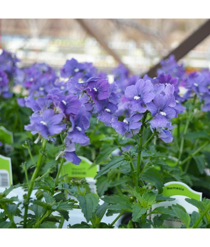 4.75T/10NEMESIA NESIA DENIM