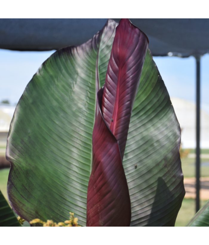 6.5T/3EE ENSETE MAURELII