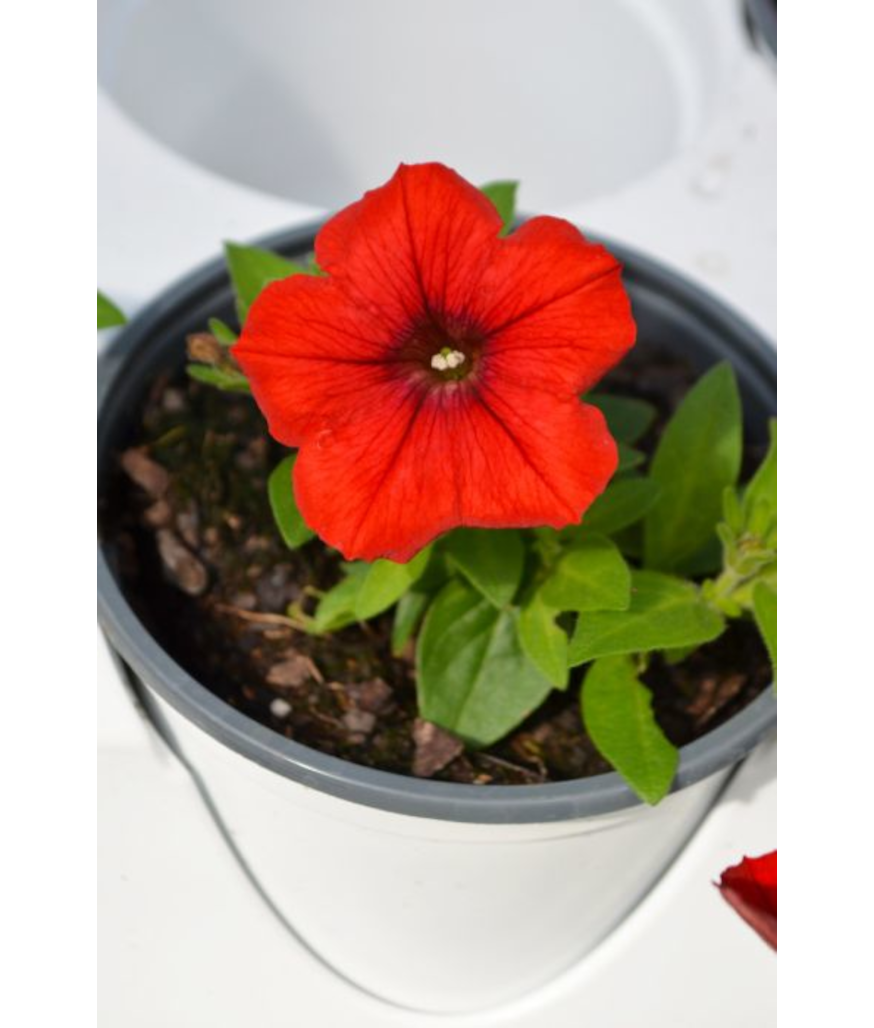 4.75T/10PETUNIA SURF DEEP RED
