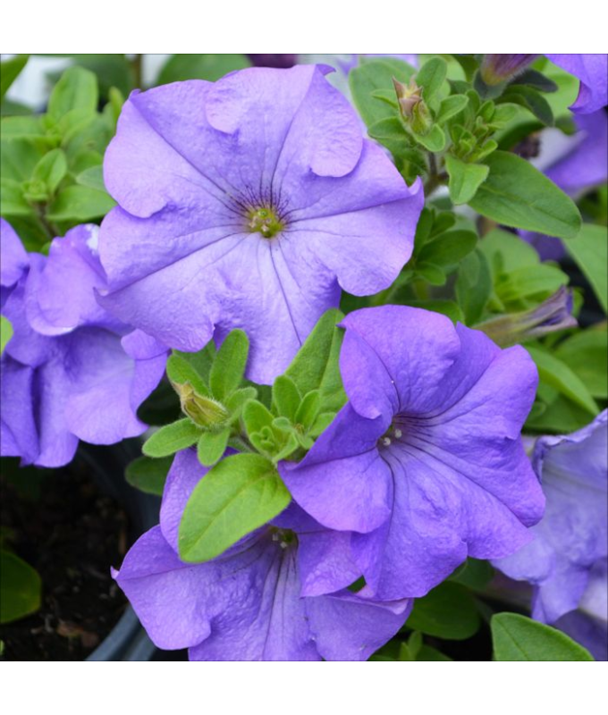 4.75T/10PETUNIA SURF HEAVNLYBLUE
