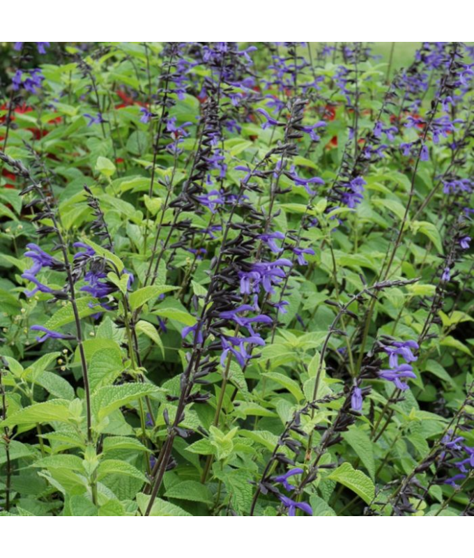 4.75T/10SALVIA BLACK AND BLOOM
