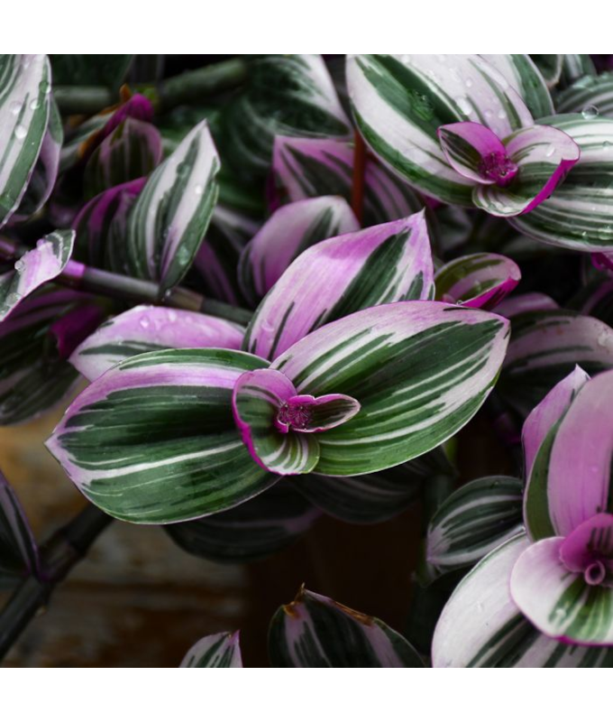 4.75T/10TRADESCANTIA NANOUK