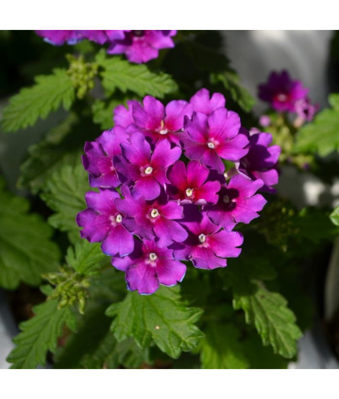 4.75T/10VERBENA CADET UPRT PURPL