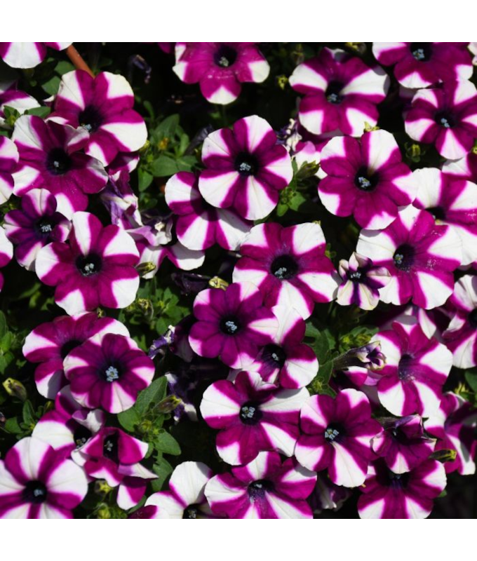 4.75T/10PETUNIA SHORTCAKE BLUBRY