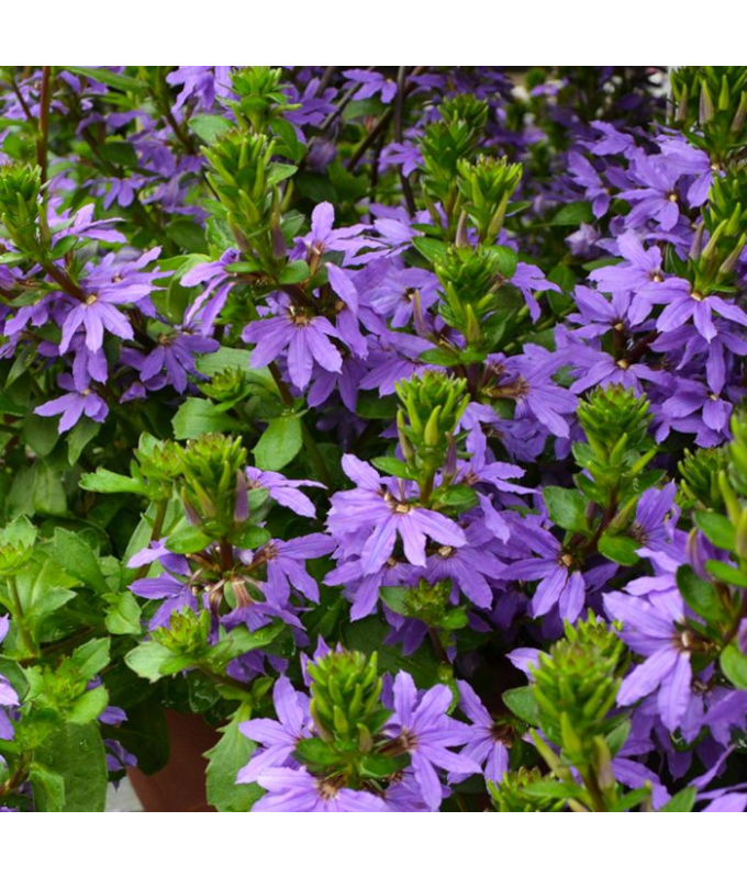 4.75T/10SCAEVOLA BLUE VIOLET