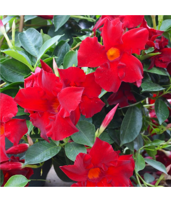 6.5T/3MANDEVILLA RED MAX CLIMBER