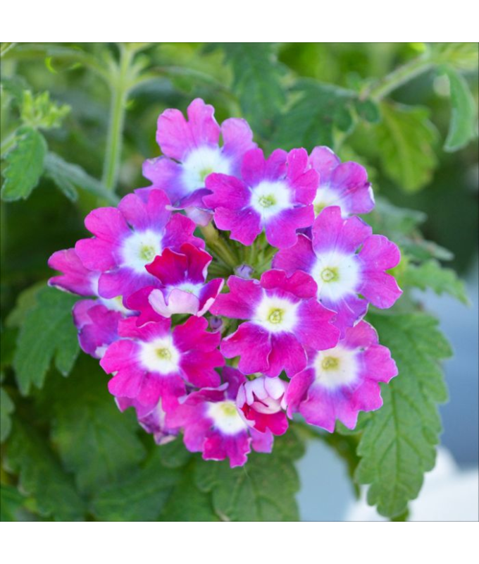 4.75T/10VERBENA CADET UPRT HTPKW