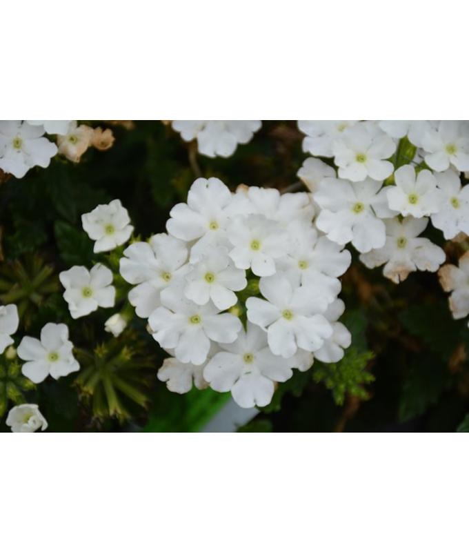 4.75T/10VERBENA CADET UPRT WHITE