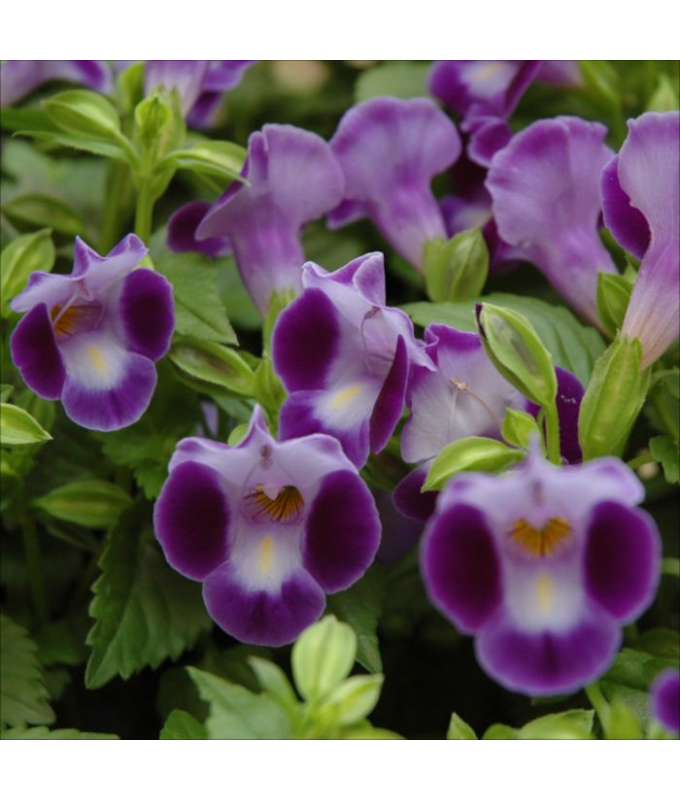 4.75T/10TORENIA SW LARGE BLUE