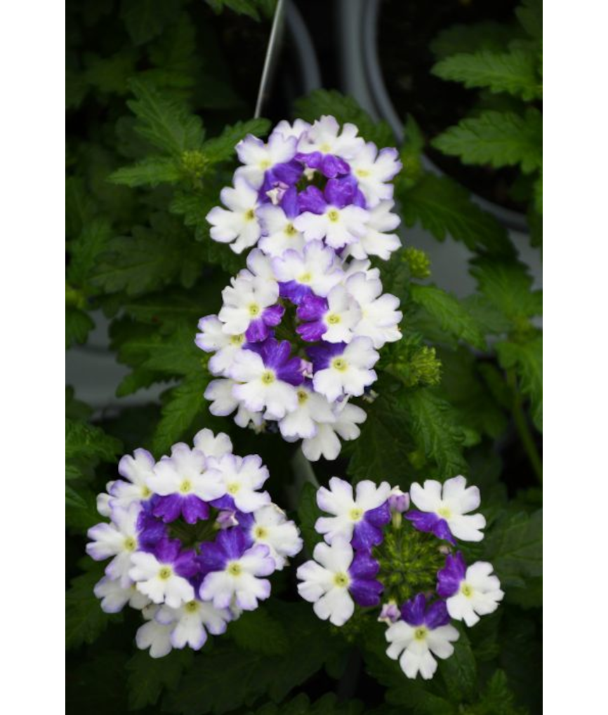 4.75T/10VERBENA FIREHOUSE BLUE F