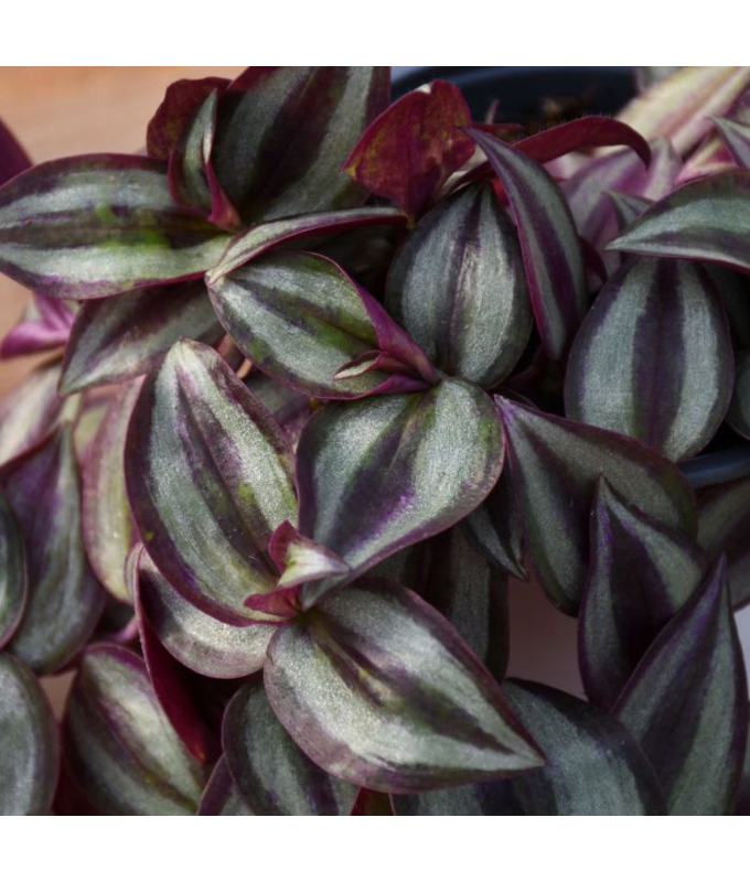 4.75T/10TRADESCANTIA ZEBRINA