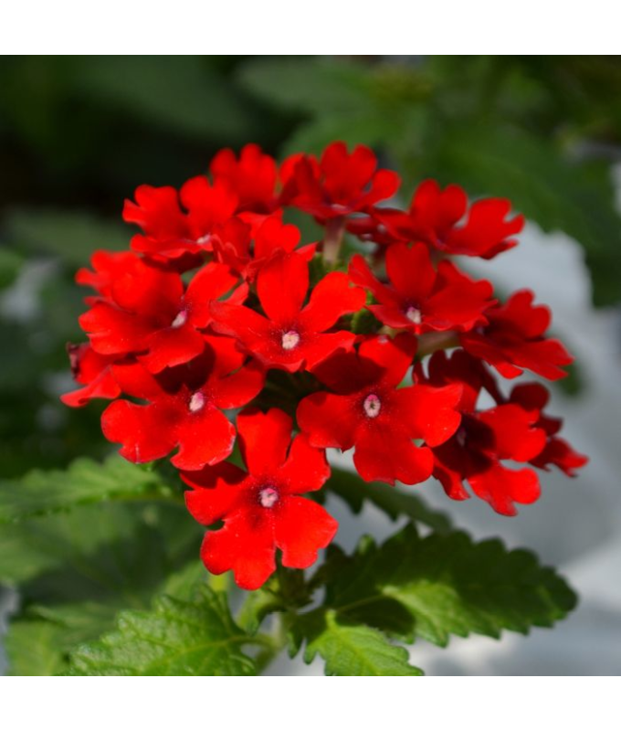 4.75T/10VERBENA FIREHOUSE RED