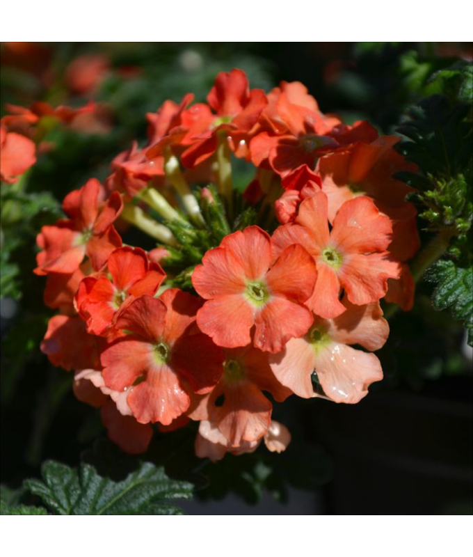 4.75T/10VERBENA LANAI PEACH