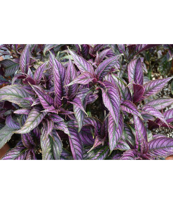 4.75T/10STROBILANTHES PERSN SHLD