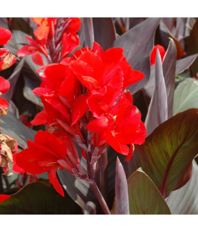 6.5T/3CANNALILYCANNOVA SCARLET