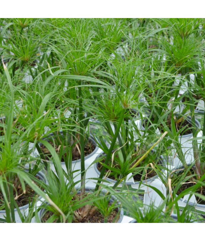 6.5T/3GRASS PAPYRUS DWRF EGYPTIN