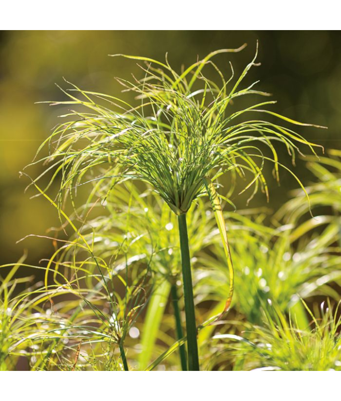 6.5T/3GRASS PAPYRUS KINGTUT