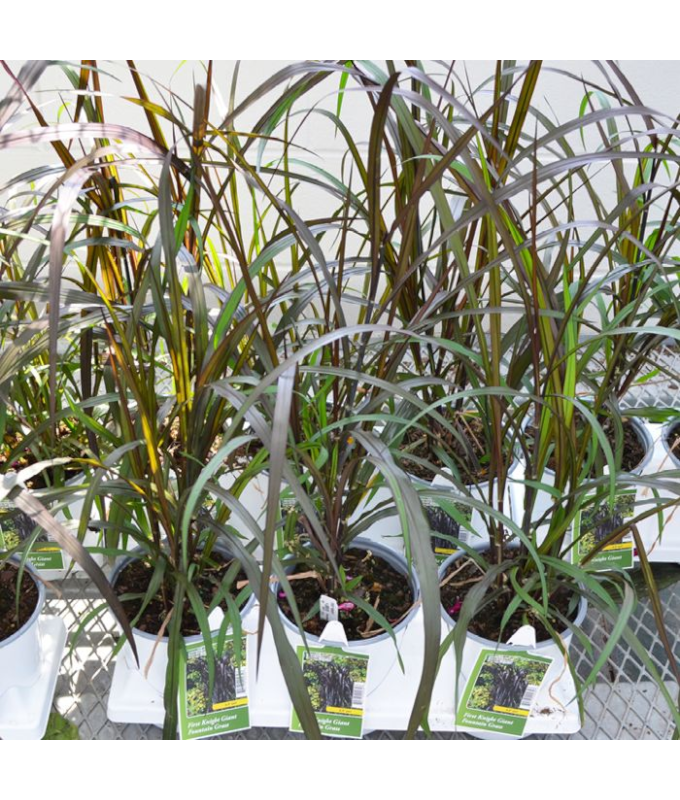 6.5T/3GRASS FIRSTKNIGHT