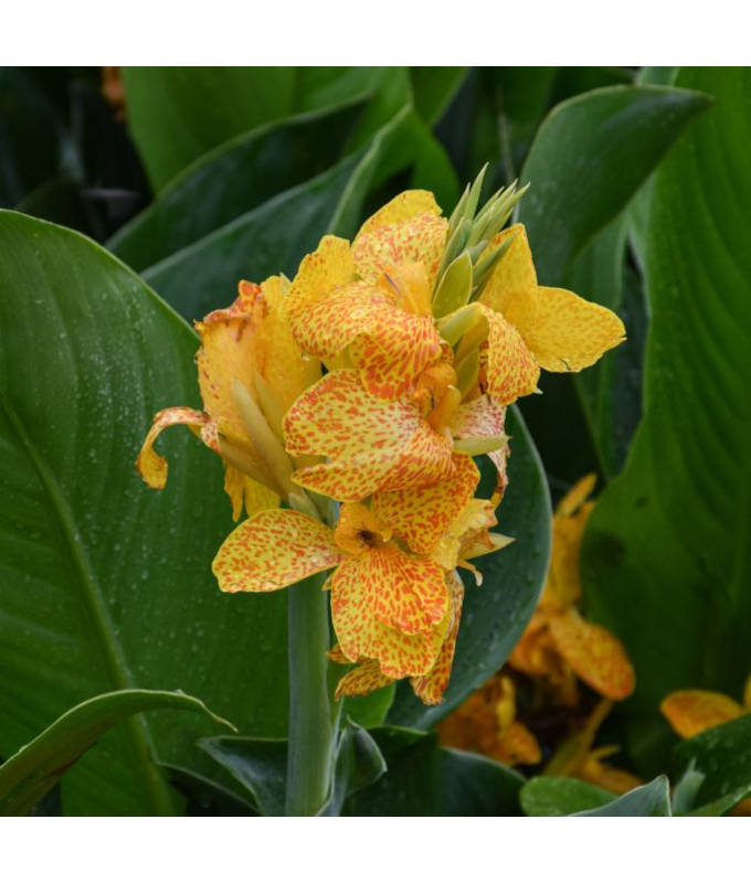 6.5T/3CANNA CANNOVA GOLD LEOPARD