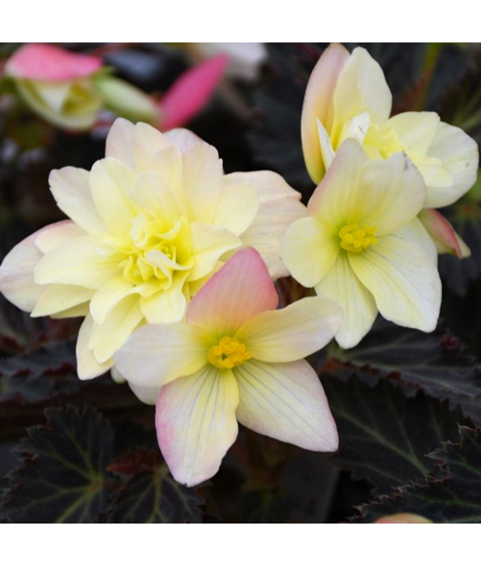 4.75T/10BEGON I'CON LEMON BRY