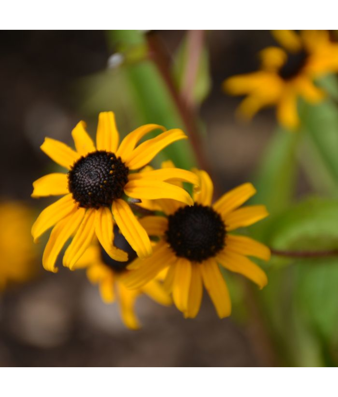 4.75T/10RUDBECKIA GOLDBLITZ
