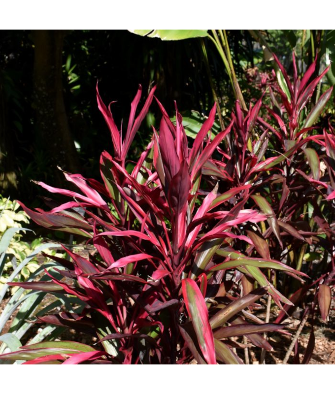 6.5T/3CORDYLINE RED PEPPER