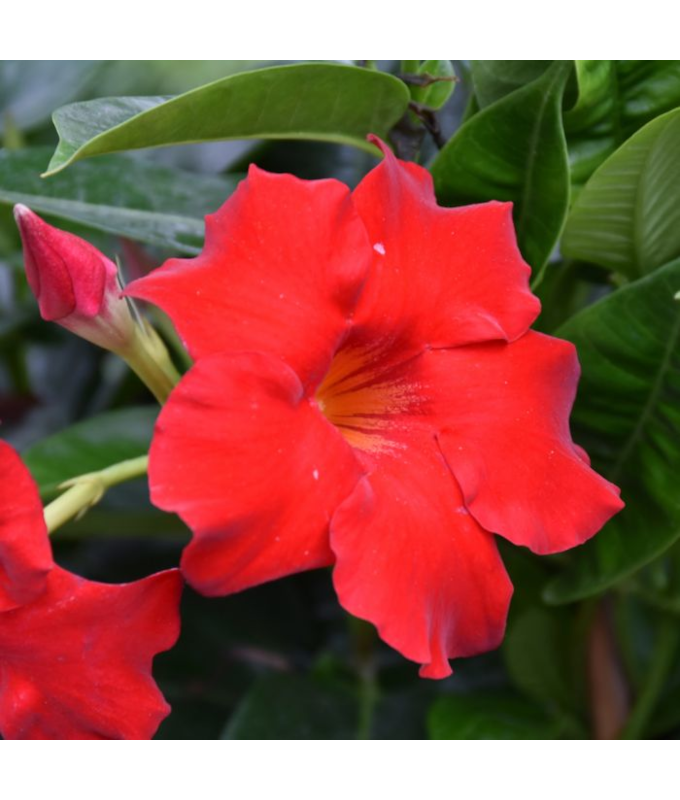 6.5T/3MANDEVILLA RED BUSH