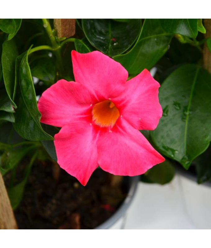 6.5T/3MANDEVILLA CORAL PINK