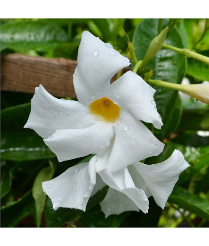 6.5T/3MANDEVILLA WHITE