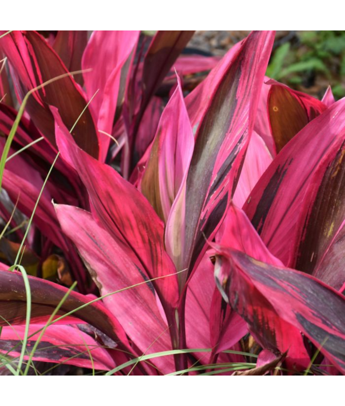 6.5T/3CORDYLINE RED SISTER
