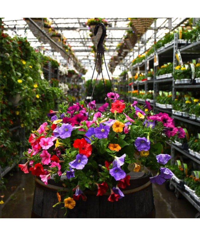 HB12.8"PETUNIA MIX