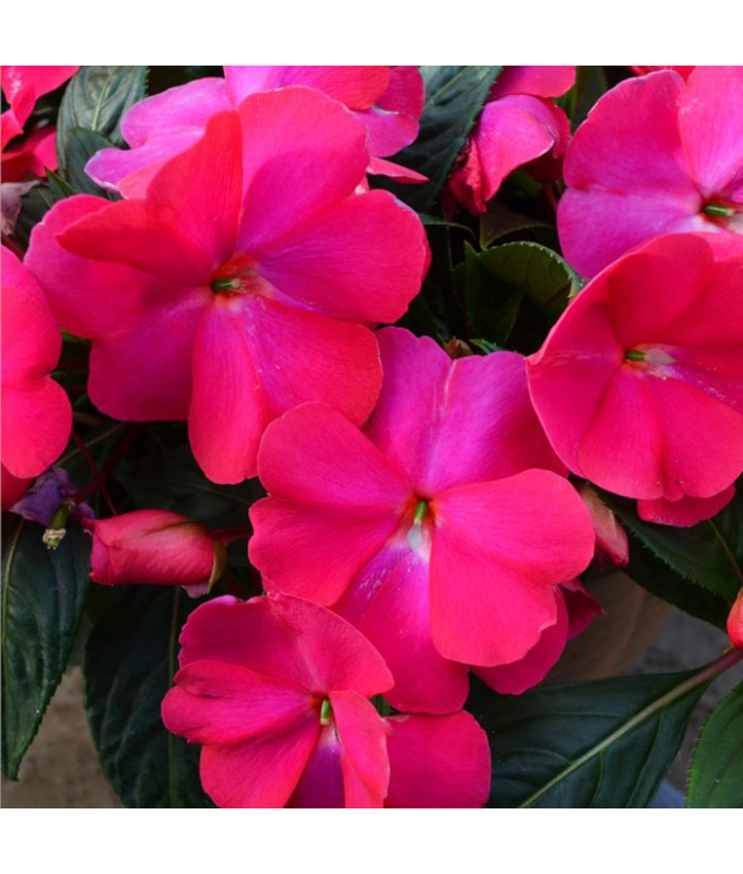 4.75T/10SUNPATIENS HOT PINK