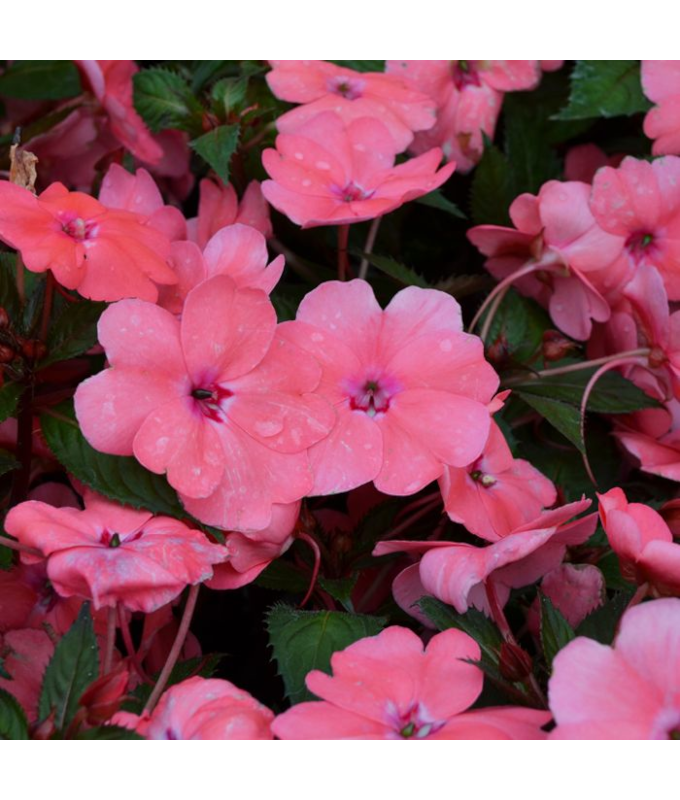 4.75T/10SUNPATIENS CORALPINK