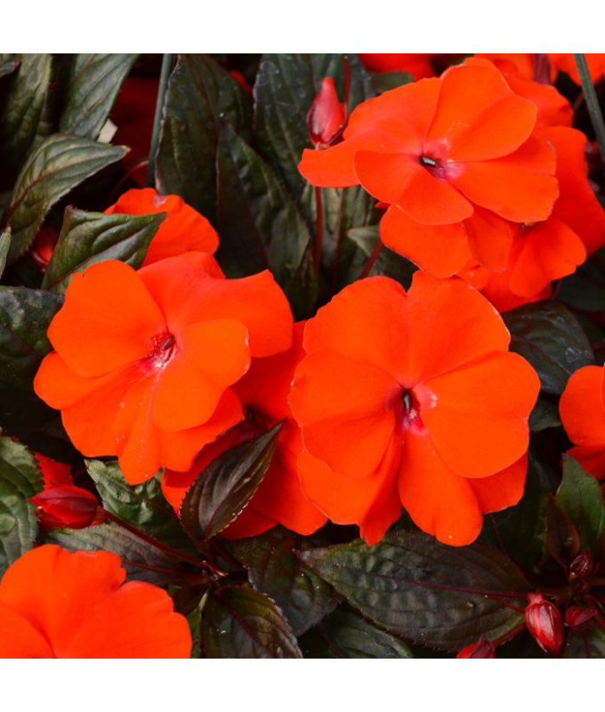 4.75T/10SUNPATIENS ELCTRC ORANGE