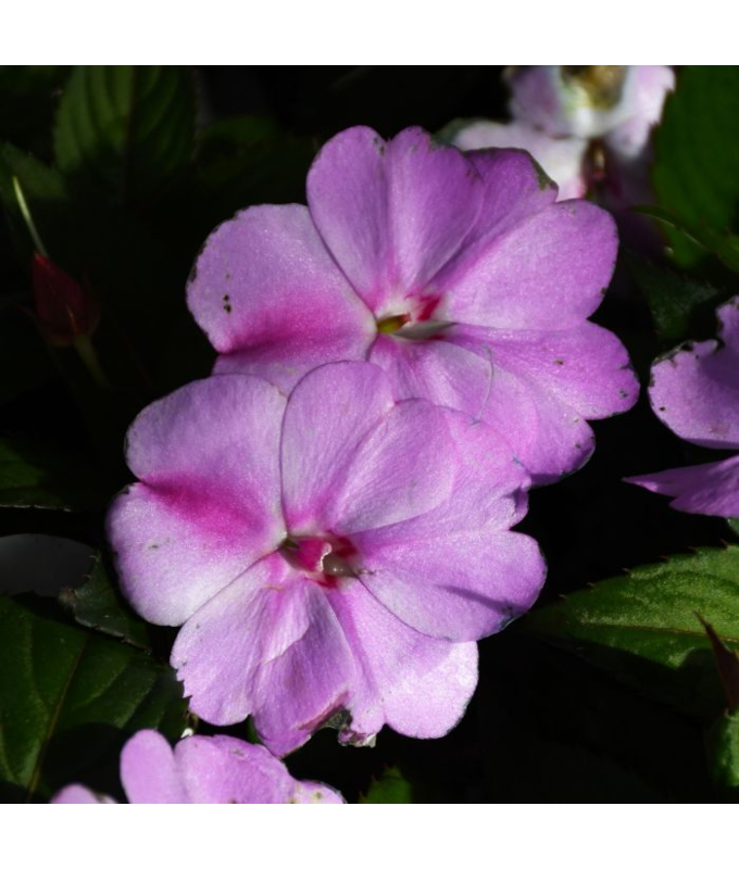 4.75T/10SUNPATIENS LAVENDR SPLSH