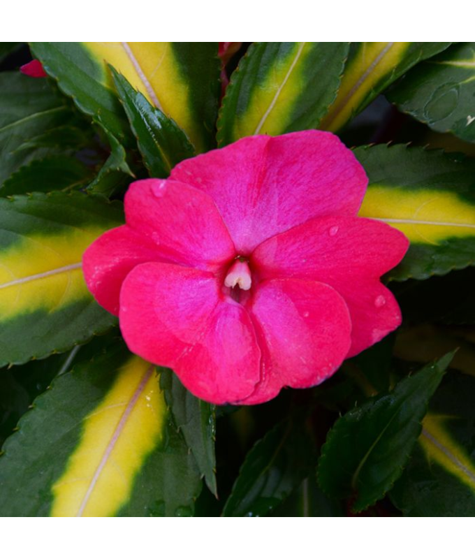 4.75T/10SUNPATIENS TROPICAL ROSE