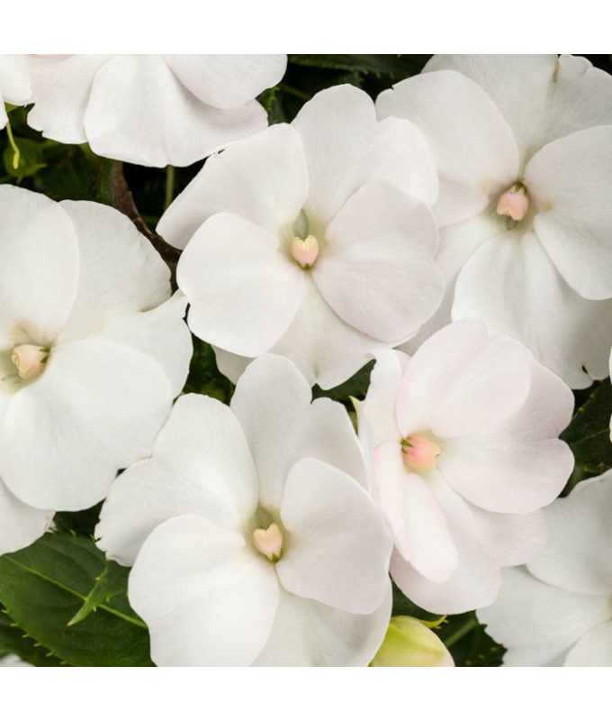4.75T/10SUNPATIENS WHITE