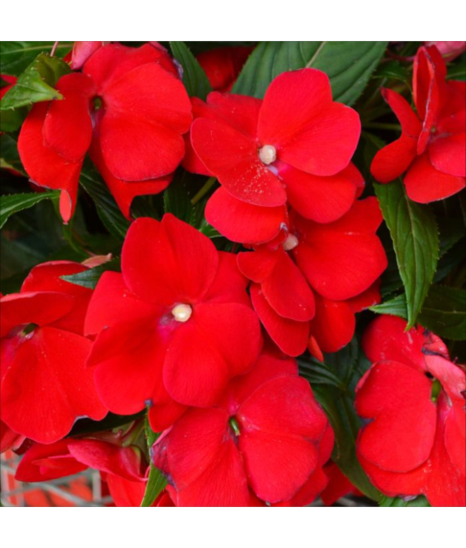 4.75T/10SUNPATIENS DEEP RED