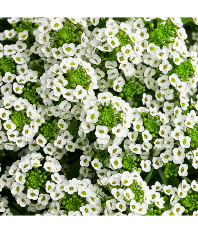 4.75T/10LOBULARIA WHITE STREAM