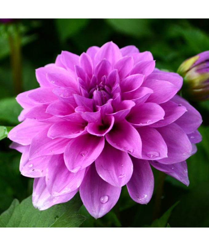 6.5T/3DAHLIA HYPNOTICA LAVENDER