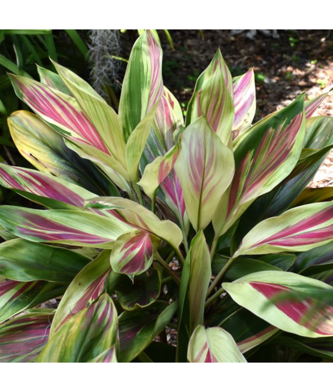 6.5T/3CORDYLINE EXOTICA