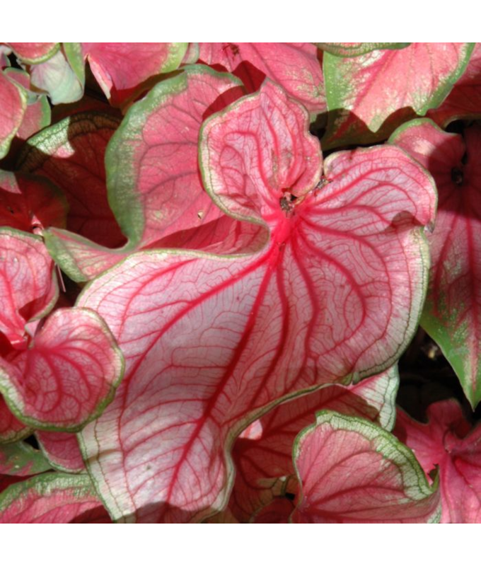 6.5T/3CALADIUM FLORIDA SWEETHRT